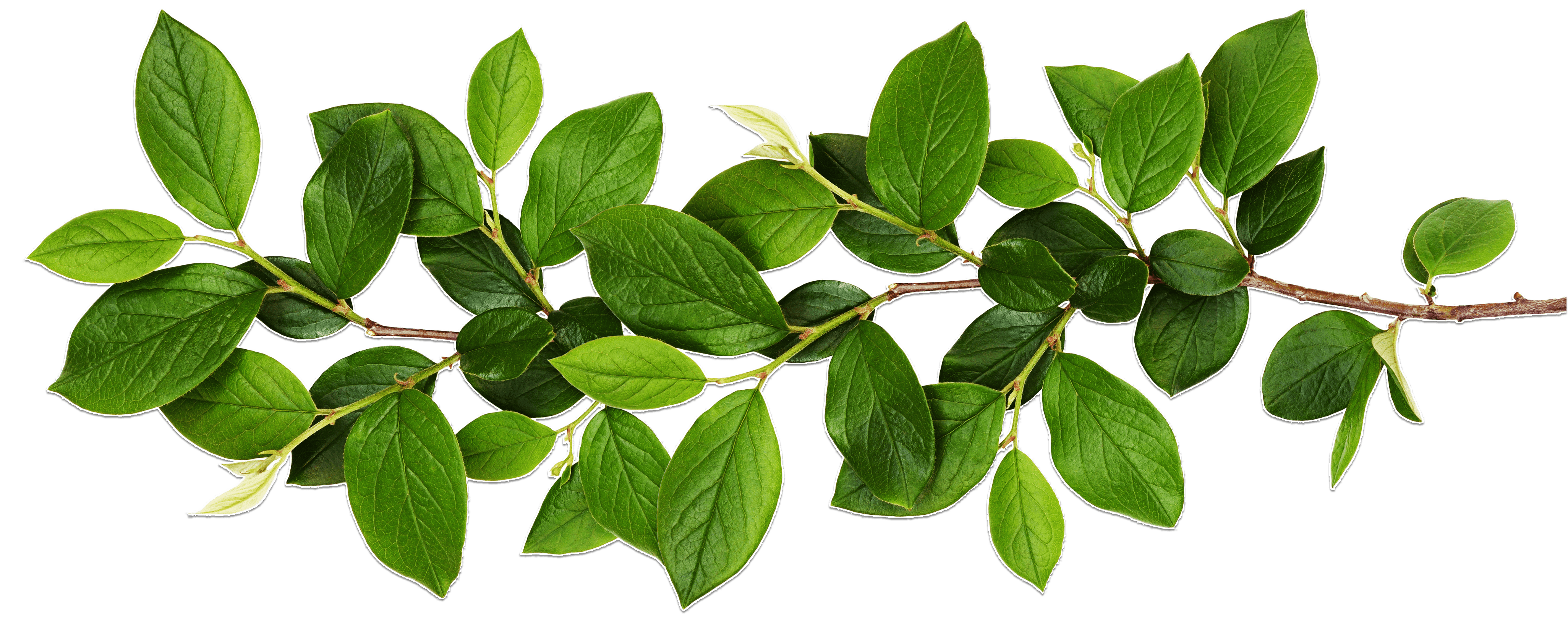 Leaves