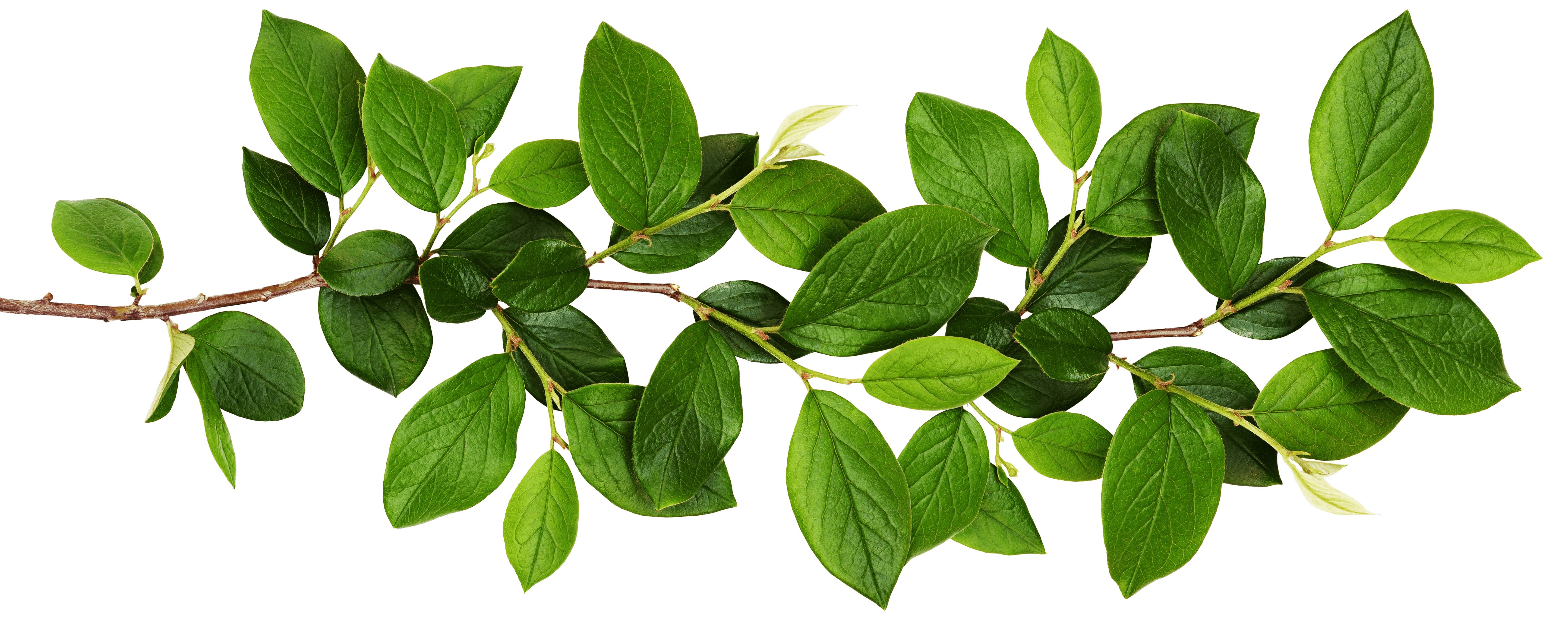 Leaves